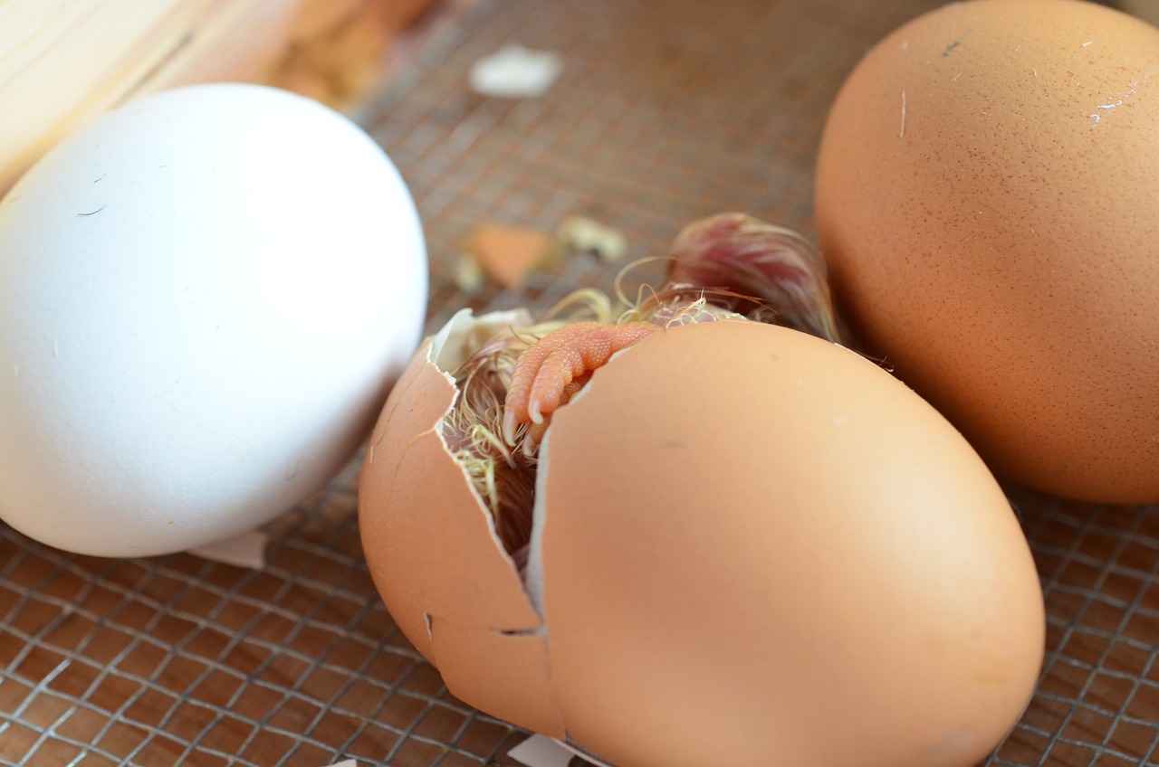 Chick Starting to Hatch Chick Starting to Hatch